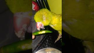 Why is a Parrots beak cut off parrot birds macaw animals shortsfeed tranding babyparrot [upl. by Roinuj]