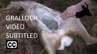 How I Gralloch Deer  updated with captions  Field dressing  Gralloching  Gutting  RoeStalker [upl. by Hall]