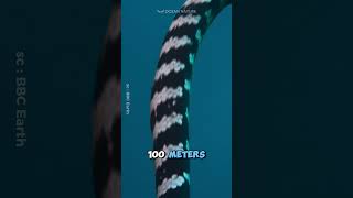 Sea Snake Are Venomous Reptile🐍 shorts [upl. by Anawal416]