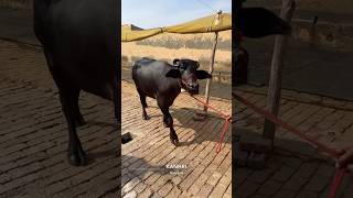 Murrah Buffalo 🐃 Haryana viral viralreels top best punjab viralvideos ​⁠TiwanaFarmHouse [upl. by Pardoes]