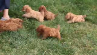 Cavapoo Puppies For Sale [upl. by Aremahs]