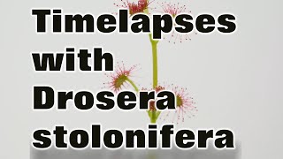 Timelapses with the tuberous sundew Drosera stolonifera [upl. by Dinerman]