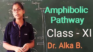 Amphibolic Pathway  Plant Respiration  Class  XI  Plant Physiology [upl. by Tuorah648]