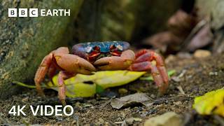 A Journey Across Our Planet  4K UHD  Planet Earth II  BBC Earth [upl. by Annai]