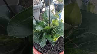 Anthurium jbor variegata [upl. by Turner983]