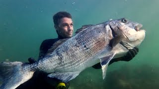 This fish took me 10 years to find  spearfishing 16KG White Musselcracker [upl. by Ing303]