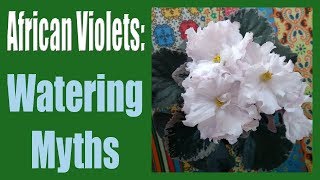 African Violets Top 5 Watering Myths [upl. by Eojyllib]