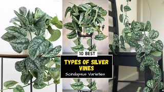 10 Beautiful Scindapsus Varieties  Silver Vines [upl. by Trant]