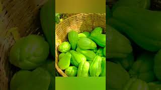 Harvest Chayote Fruit Goes To Market Sell harvest bushcraft fruit [upl. by Orr]