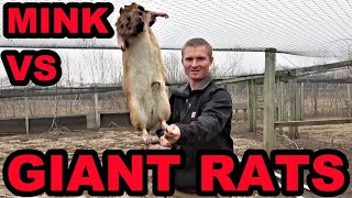 Mink and Dogs Clean Up GIANT Rat Infestation [upl. by Maurine380]