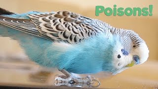 What Foods are Poisonous to Birds  Budgie Care [upl. by Bilicki24]