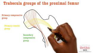 Basic Sciences  Trabecula groups of proximal femur [upl. by Eada]