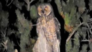 LongEared Owl Manitoba [upl. by Armalda966]