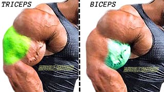 8 Best biceps and triceps AT GYM SUPERSET TRICEPS amp BICEPS [upl. by Lombardi744]