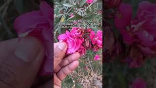 Oleander Poisoning Livestock Nerium OleanderKaner Plant Treatment [upl. by Brenn]