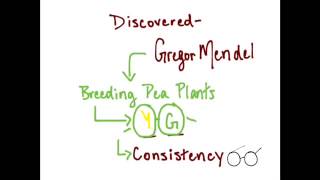 What are Dominant and Recessive Alleles [upl. by Sikras]