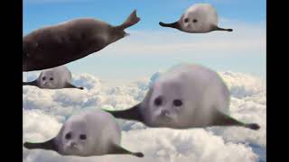 Bouncing Seals Meme  i think its my first time working with green screens but I hope you guys enjoy [upl. by Akienaj]