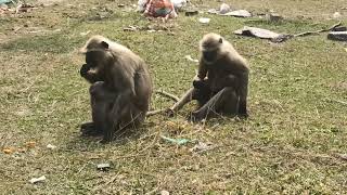 wildlife animal Langur  animal sounds Langur [upl. by Anyaled373]