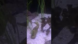 Seahorse couple having chat [upl. by Cleopatre]