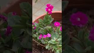 Kalanchoe Flowers In My Garden Gardening Litha’s Passion World [upl. by Marv842]