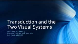 Vision Transduction and the Two Retinal Visual Systems [upl. by Kire]