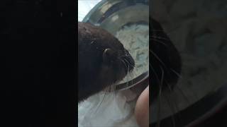 My Otter Pop Eating Food at Hospitalshorts subscribe [upl. by Iveksarap]