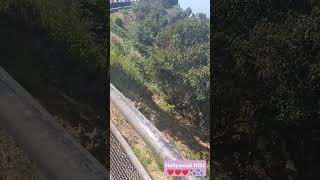 Hollywood Hills 😍😍😍 please subscribe my youtube channel 🙏🙏 [upl. by Anaitit]