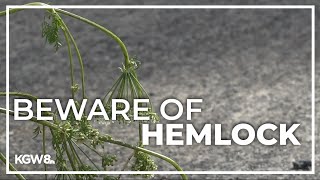 Poisonous hemlock infestation popping up across Northwest [upl. by Pickens]