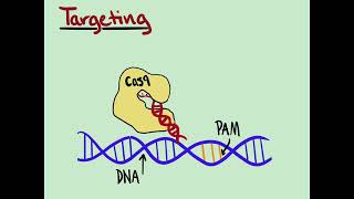 CRISPRCas9 Tutorial [upl. by Erwin558]