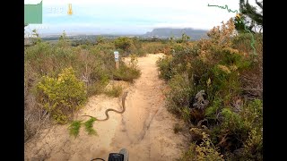 Tokai MTB Trails Vasbyt  Saw a Cape Cobra Today [upl. by Dorkus]