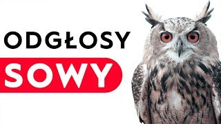 Sowa  odgłosy sowy [upl. by Urbannal698]