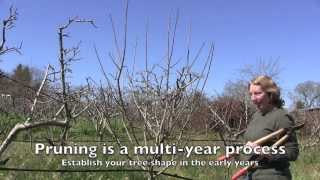 Pruning Apple Trees How and When For Both Old And Young Trees [upl. by Simpkins]