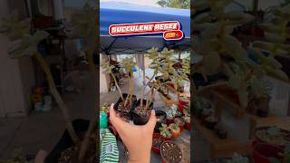 Garden ASMR 🎧🍃 soundup gardenscapes succulentas succulents mothernature propagation [upl. by Osei]