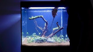 New Aquarium Setup  Step by Step  Juwel Lido 200 LED [upl. by Yednarb]