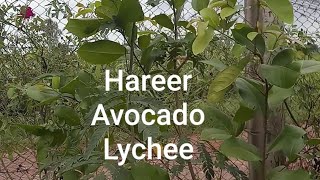 Part 16  Hareer Black Myrobalan Avocado Lychee in my Farm house  Engineer Ka Bagh gardening [upl. by Assena942]