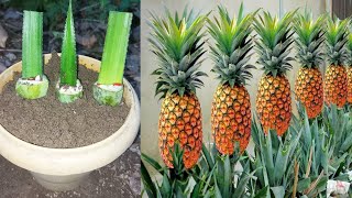 How to propagate pineapple tree from leaf growing pineapple with banana [upl. by Tess]