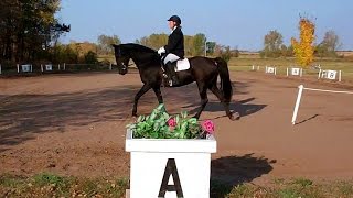 Gaited dressage First Level Test One [upl. by Gavriella]