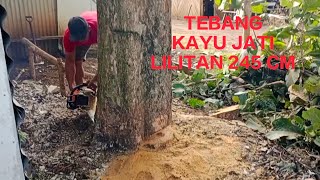 Tebang Kayu Jati Kampung Raksasa [upl. by Hsan441]