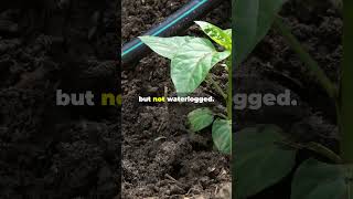 Secret To Growing Enormous Peppers both in Size And Yield [upl. by Elodea]