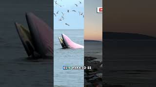 Un paraíso para las ballenas shorts short youtubeshorts [upl. by Idac662]