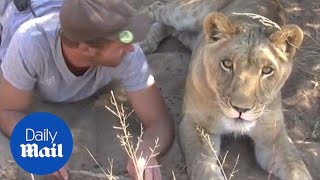 Amazing bond shared by a man and a lioness [upl. by Htirehc246]