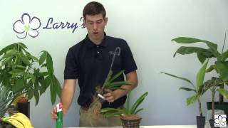 How to Grow Vanda Alliance Orchids [upl. by Wilbur]