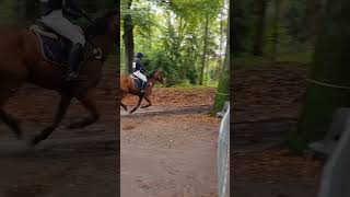 Cross Molecaten 2024 🤩🤩🤩 equestrian gallopinghorse paarden  paardenanimatiesvanisa [upl. by Enoek971]