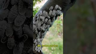 Mealybugs 🐛🦋  A Large Colony of Mealybugs on Fig Plant [upl. by Sesilu722]