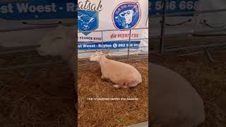 ILedeFrance Sheep Breed IleDeFranceSheep MeatProduction LivestockBreeding AdaptableSheep [upl. by Fornof]