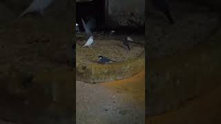 Bird II bird dance II bird sound II viralvideo animals ytshorts ytshort [upl. by Sardse]