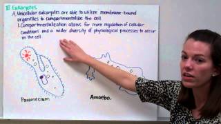 Introduction to Physiology Part 1 Prokaryotes vs Eukaryotes Fungi [upl. by Whall889]