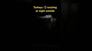 Turkeys 🦃 roosting outside at night turkeys homestead night [upl. by Denten85]