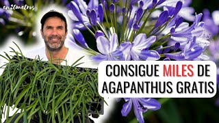 MILLONES DE AGAPANTHUS GRATIS SOLO CON SU FLOR SECA sembrar y plantar agapanto  en20metros [upl. by Occir]