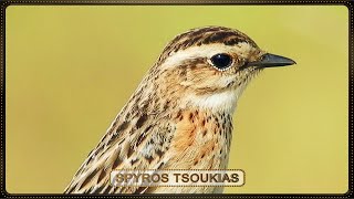 Καστανολαίμης  Whinchat  Saxicola rubetra  Nightingales song [upl. by Dyke]